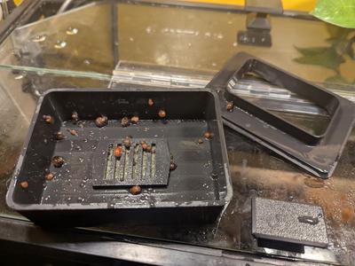 Aquarium snail trap with draining holes