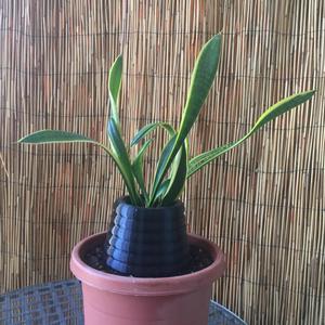 Plant Holder Base