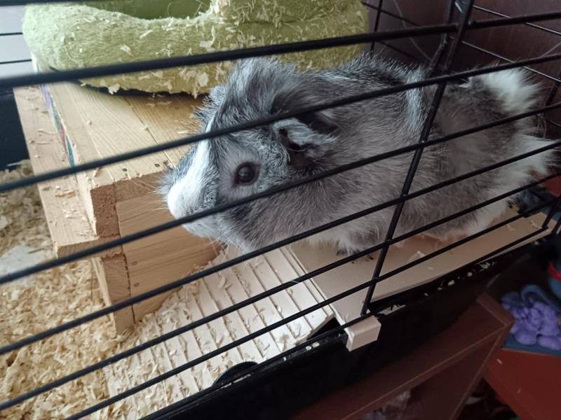 Guinea pig - resting platform with a ladder