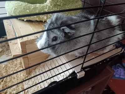 Guinea pig - resting platform with a ladder