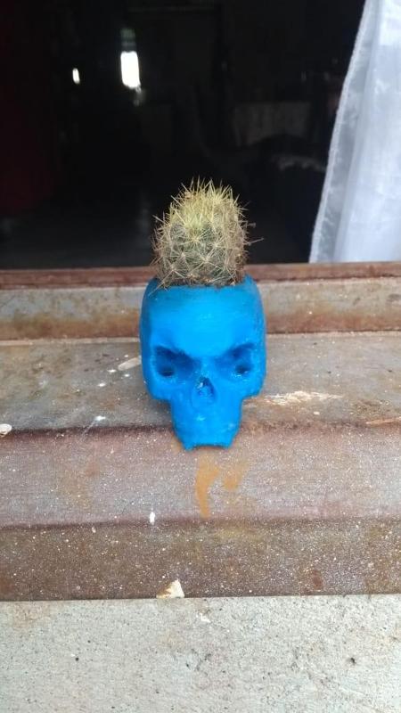 craneo maceta
