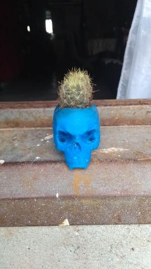 craneo maceta