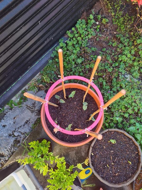 Vegetable Trellis for Bamboo Sticks
