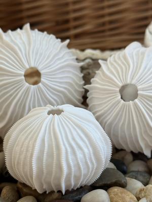 Sea Urchin Shells (Finlets)