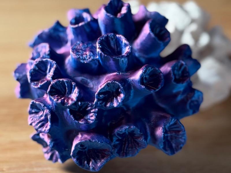 Coral 