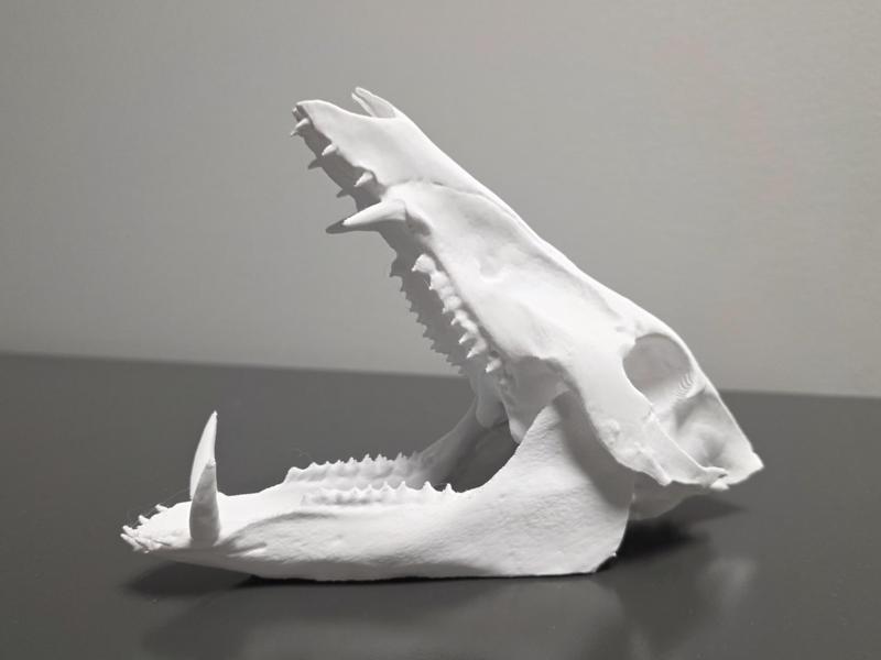 "Razorback" Boar Skull - Upper and Lower