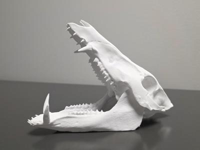 "Razorback" Boar Skull - Upper and Lower