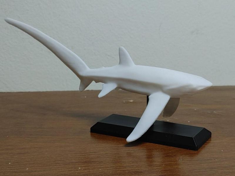 Thresher Shark Mount 