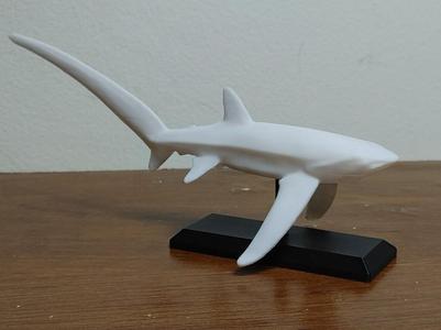Thresher Shark Mount 