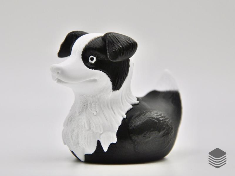 Border Collie Duck