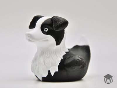 Border Collie Duck