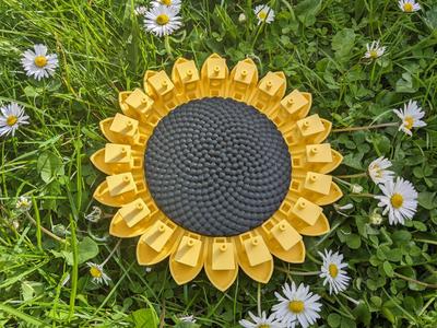 Benchy sunflower 