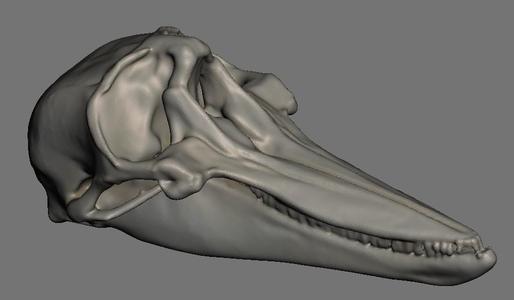 Aquatic Mammal Skulls