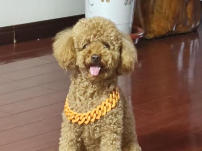 Doggy Gold Chain