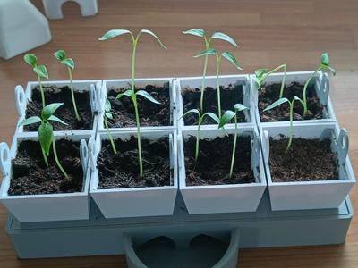 Self-Watering Seed Starter – 8 Cells