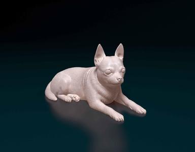 Chihuahua 08