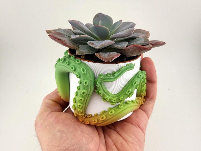 vase plant pot for succulent