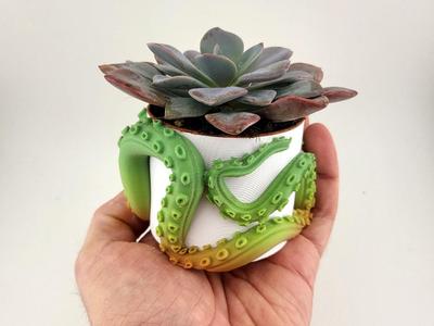 vase plant pot for succulent