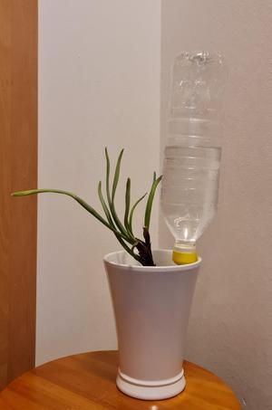 Long lasting plant watering system