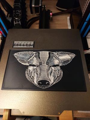 Wild Boar Portrait 1