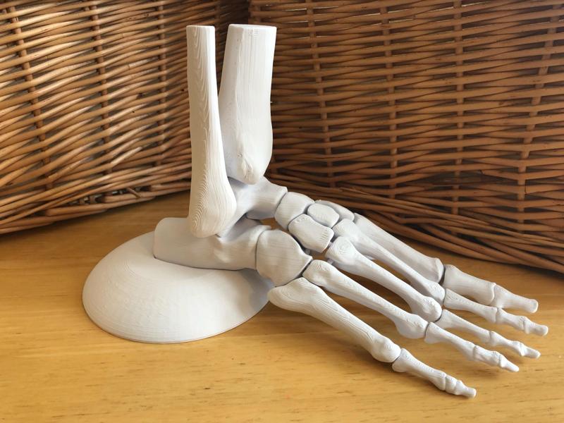 Full Size Anatomically Correct Human Foot Model