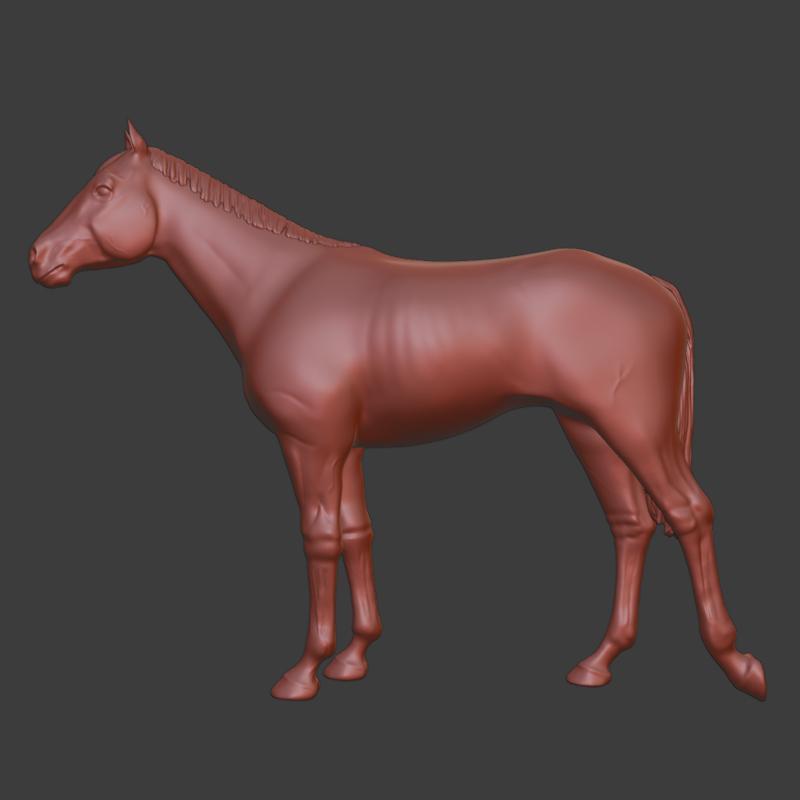 English Thoroughbred, horse