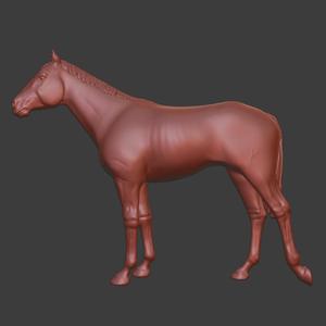 English Thoroughbred, horse