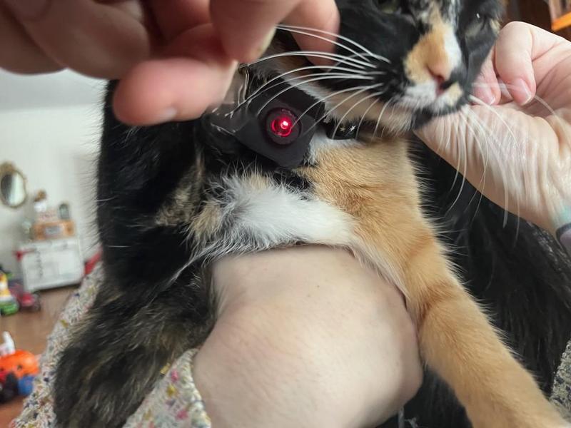 Kitty collar laser attachment