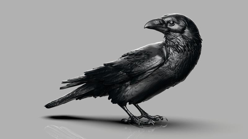 Crow looking back