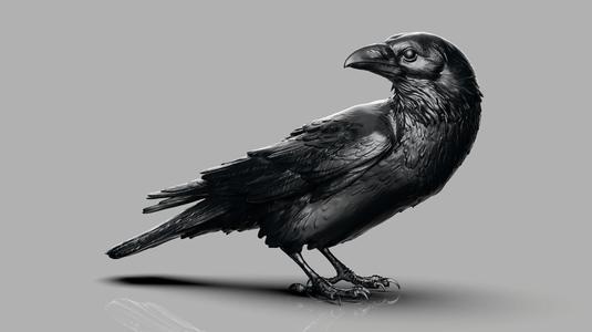 Crow looking back