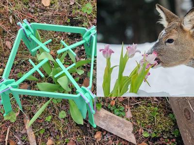 Don't eat my tulips