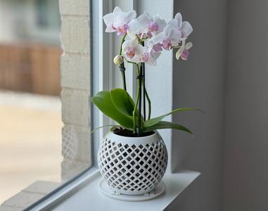 Orchid basket, round