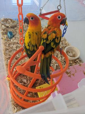 Birdie Coil, free Standing Toy