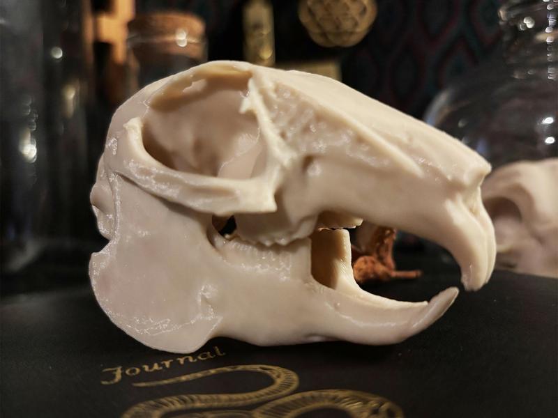 Rabbit Skull