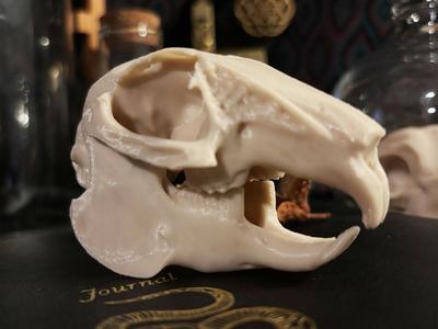 Rabbit Skull