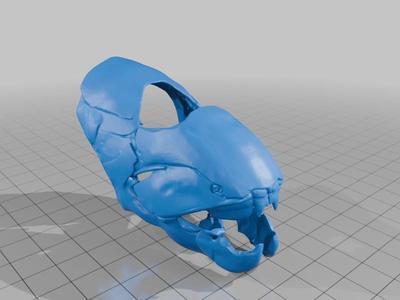 Dunkleosteus skull 