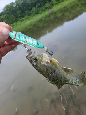 Topwater Walking Lure - 3 inch, 4 inch