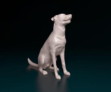Bauceron dog