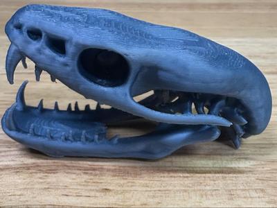 Snake Skull
