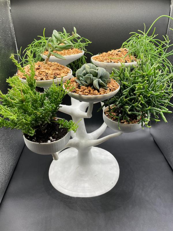 Organic plant tree