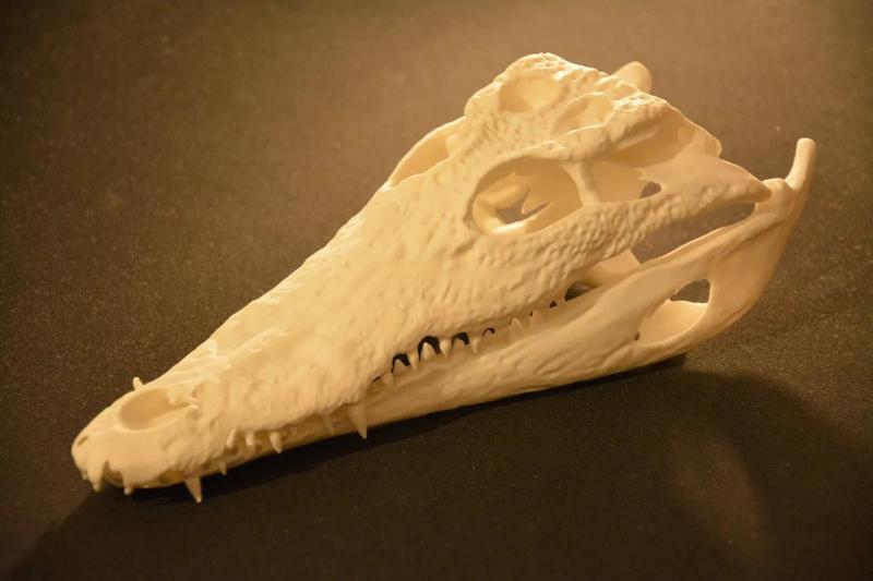Crocodile Skull | Ultra Realistic   