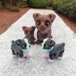 Boston Terrier Pup