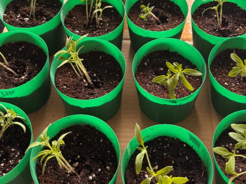 Nursery Planters, Multiple Sizes