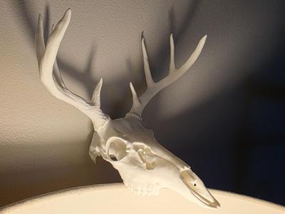 "Bowen's Buck" Deer Skull