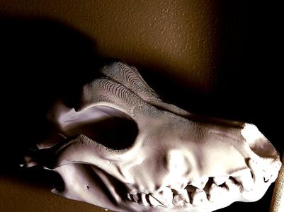 "Wolf" Skull