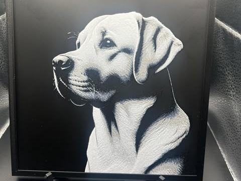 Labrador Retriever