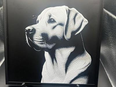 Labrador Retriever