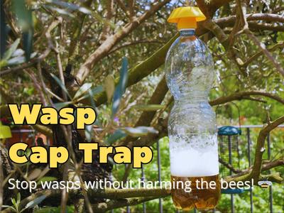 Selective Wasp Cap Trap