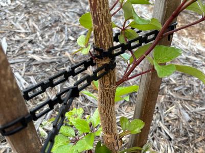 Tree Lock - Adjustable, reusable TPU garden tie