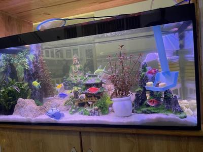 Fish Feeding Tray
